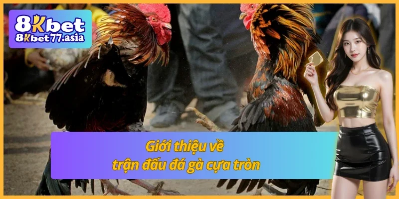 Các kèo có trong một trận đấu đá gà cựa tròn