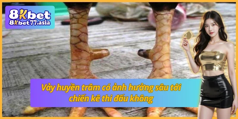 Ảnh hưởng thực sự của vảy huyền trâm tới chiến kê